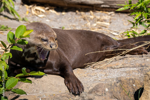 Giant otter (Pteronura brasiliensis), river predator showing teeth. photo