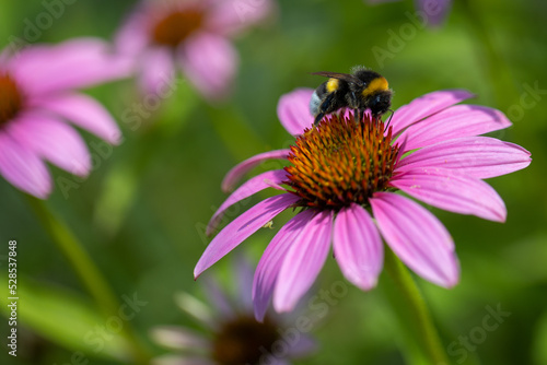 A honey bee pollinates an echinacea purpurea flower.