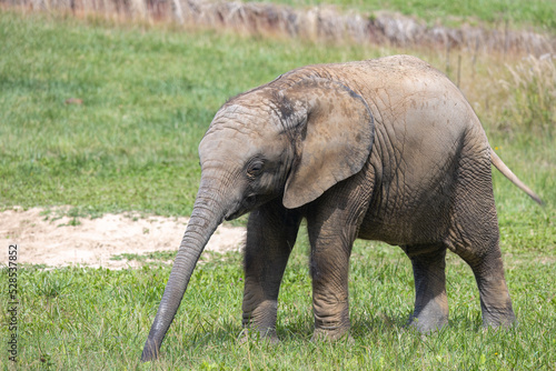 African elephant (Loxodonta africana), baby elephant.