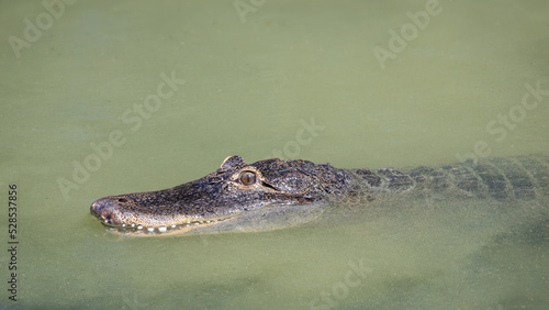 The American alligator (Alligator mississippiensis) in a dirty water.