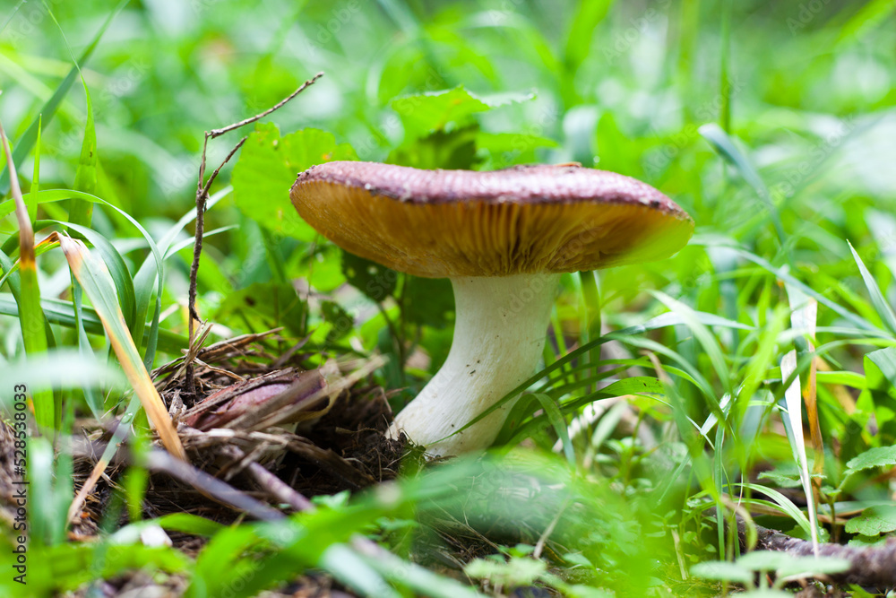 Fototapeta premium mushroom in the forest
