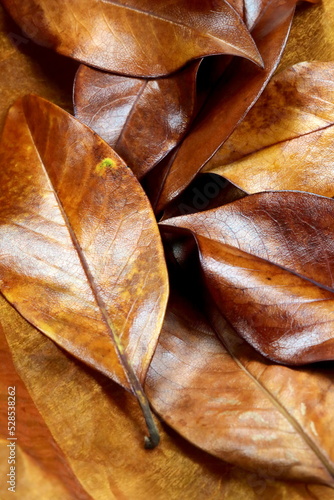 Foglie secche di magnolia con i colori dell'autunno