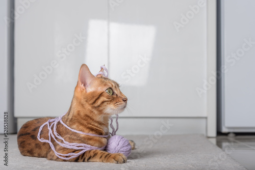 Red cat plays with a ball of thread on the carpet.