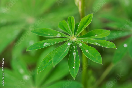 Beautiful lupine leaf with dew drops close up. Horizontal photo background in green color. 