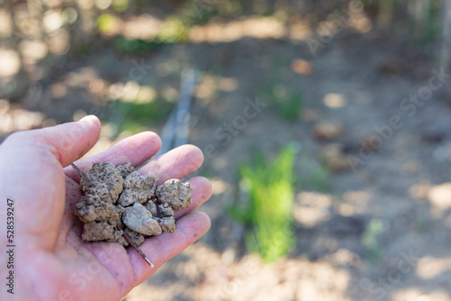 Handful of dried out clay soil with a sunny background in the Betuwe The Nethelands