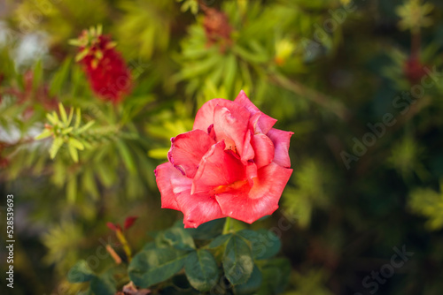 closeup of a blooming intense pink rose flower on green natural background