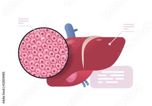 detailed explanation anatomical liver structure human body internal organ anatomy medicine healthcare concept