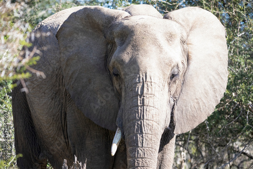 Portrait of an African elephant with large ivory tusks in the African savannah  this animal is the largest mammal in the world and one of the five big ones in Africa.