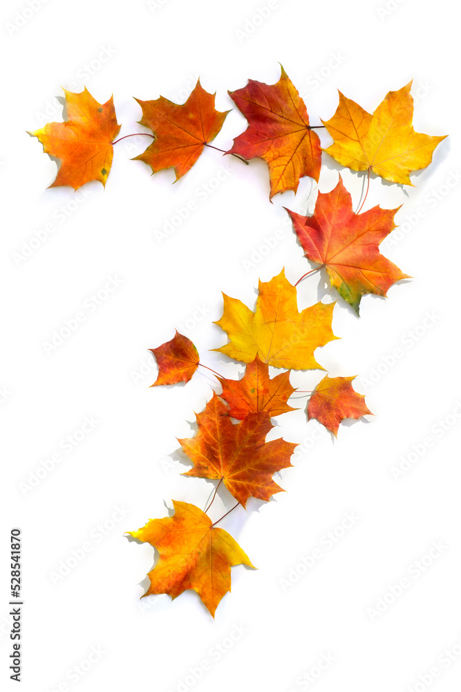 Fototapeta premium Number 7 from of colorful autumnal maple leaves on white background. Top view, flat lay