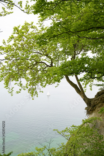 Fototapeta Naklejka Na Ścianę i Meble -  Woodland in a steep location on the cliff