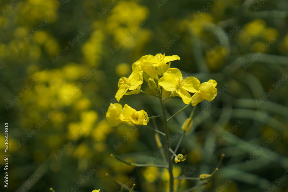 Rape flowers blooming beautifully in summer Rape flowers blooming beautifully in summer