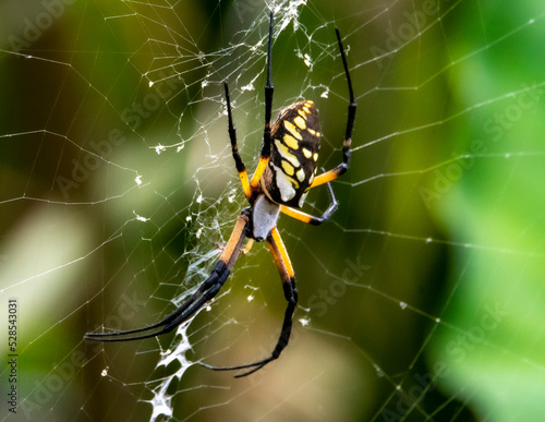 Garden Orb Spider