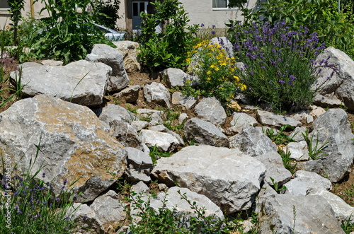 Wallpaper Mural Fresh flowering lavender in the rockery garden with perennial plants, Sofia, Bulgaria  Torontodigital.ca