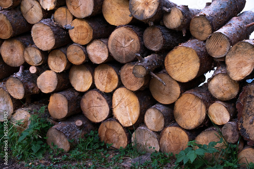 Pine wood logs. Round wood grain. Wood logs in a pile. Picture taken in the forest