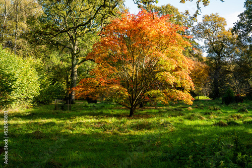 Autumn colour in the woodlands.