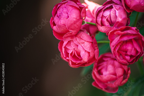 Close-up of a pink rose on a dark green background.