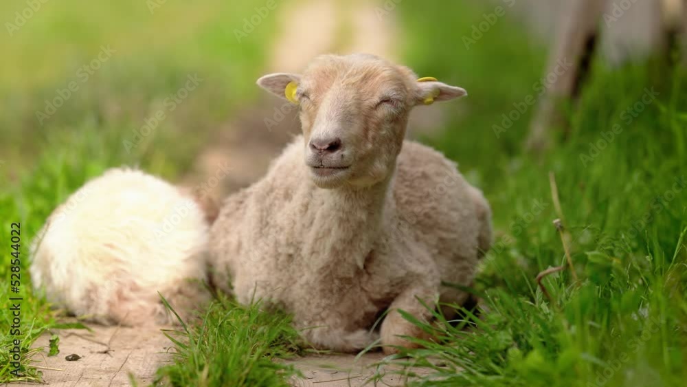 Sheep resting on wooden path with green grass around at farm, eyes closed, chewing Sheep resting on wooden path with green grass around at farm, eyes closed, chewing