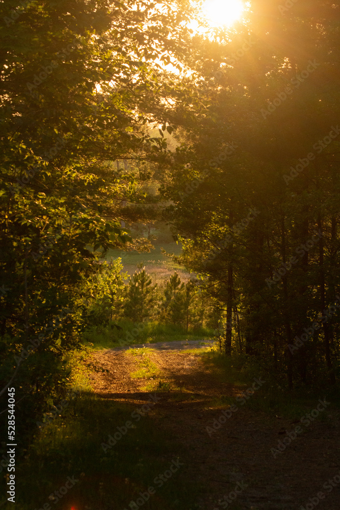Fototapeta premium Nature / Forest in Ontario, CAD. Sunset, spider web, trees, plants, beach, leaves, lake with a dock, street, abandoned house, river, lily pads, fishing, relaxing summer with coffee, sunflowers, etc.
