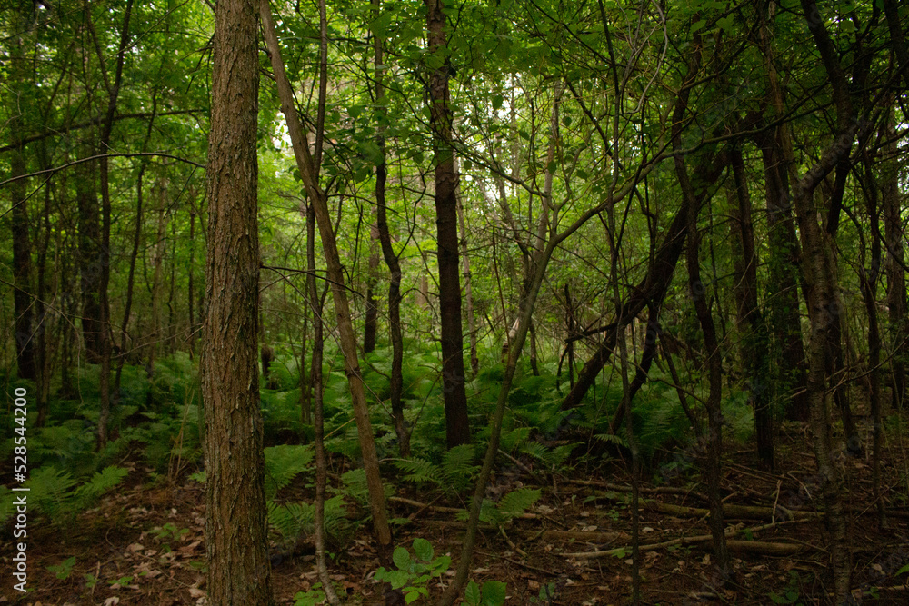 Nature / Forest in Ontario, CAD. Sunset, spider web, trees, plants, beach, leaves, lake with a dock, street, abandoned house, river, lily pads, fishing, relaxing summer with coffee, sunflowers, etc. Nature / Forest in Ontario, CAD. Sunset, spider web, trees, plants, beach, leaves, lake with a dock, street, abandoned house, river, lily pads, fishing, relaxing summer with coffee, sunflowers, etc.