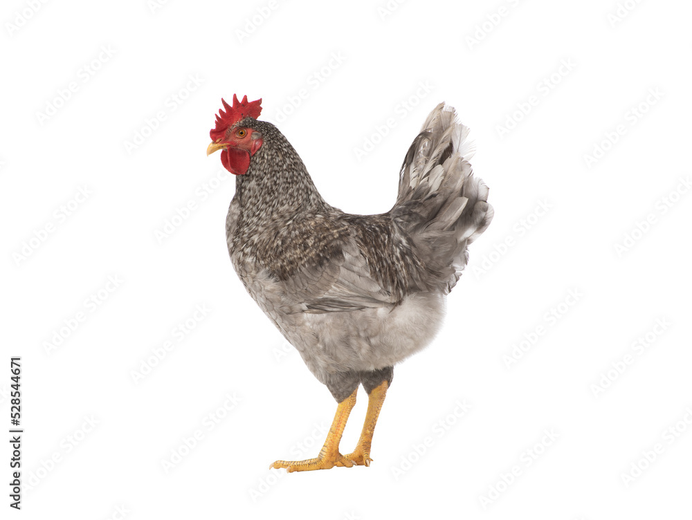Fototapeta premium gray rooster isolated on white background