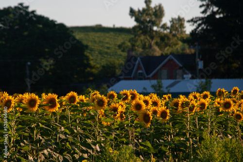 Nature / Forest in Ontario, CAD. Sunset, spider web, trees, plants, beach, leaves, lake with a dock, street, abandoned house, river, lily pads, fishing, relaxing summer with coffee, sunflowers, etc.