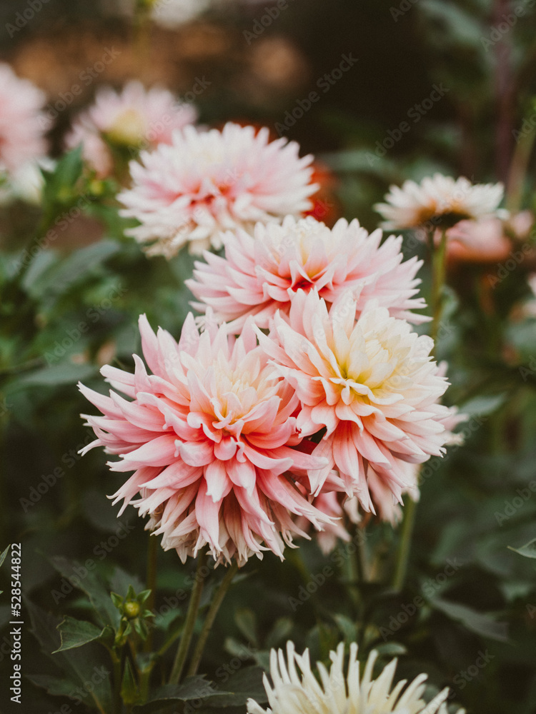 Blooming pink dahlia flowers in the garden. Blooming pink dahlia flowers in the garden.