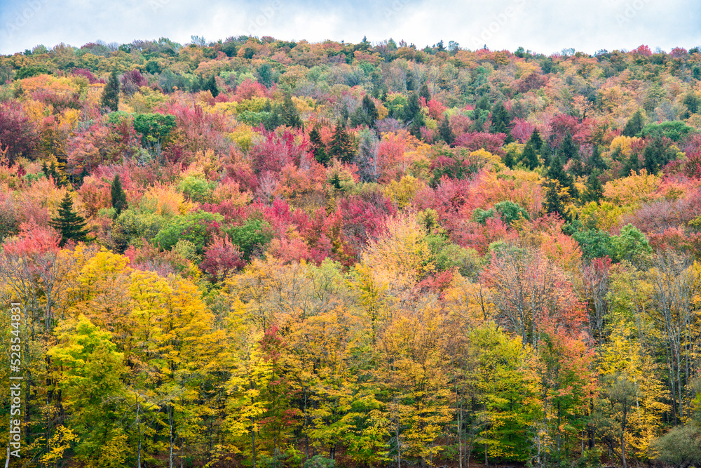 A Maine hillside covered with trees showing their fall colors.