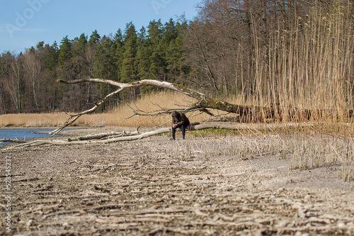 Pochylony człowiek siedzący na konarze starego wyschniętego drzewa na brzegu jeziora.