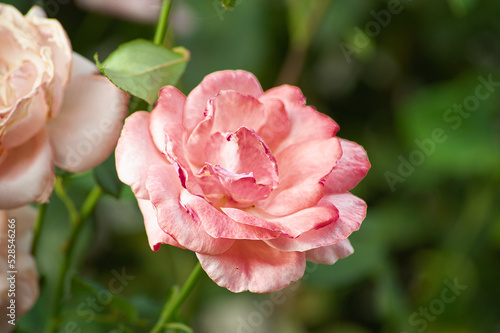 Close-up of a pink rose on a dark green background.
