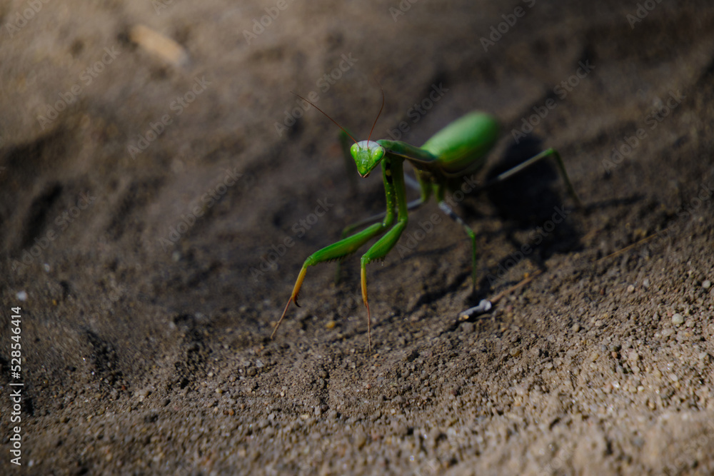 Gaze and eyes,green mantis insect in natural conditions against background sand. Gaze and eyes,green mantis insect in natural conditions against background sand.