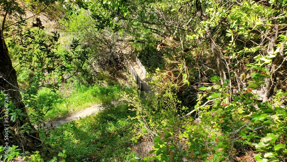 Fototapeta premium green moss on the ground
