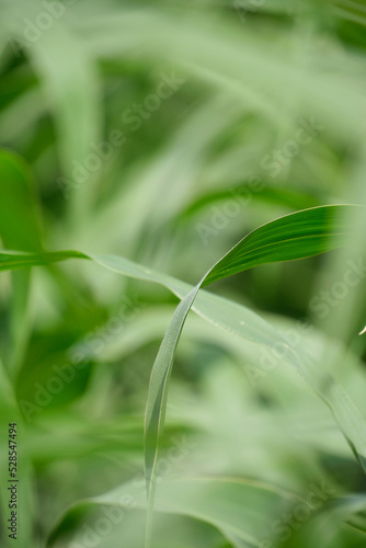 Abstract blurred background of green corn foliage.