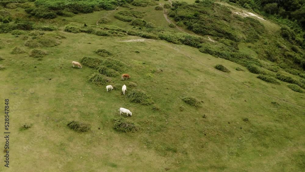 Domestic animals graze on green meadow in nasty weather Domestic animals graze on green meadow in nasty weather