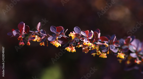 A bee visited a branch of a blooming decorative barberry against a blurry dark green background