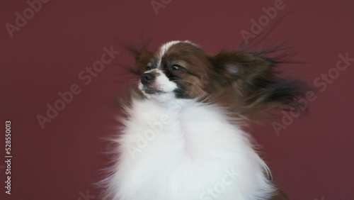 Papillon dog in grooming salon. Dog is enjoying, air pressure from the hair dryer developing its beautiful, long, white, shiny hair. The dog turns its head and raises its ears towards the air flow.