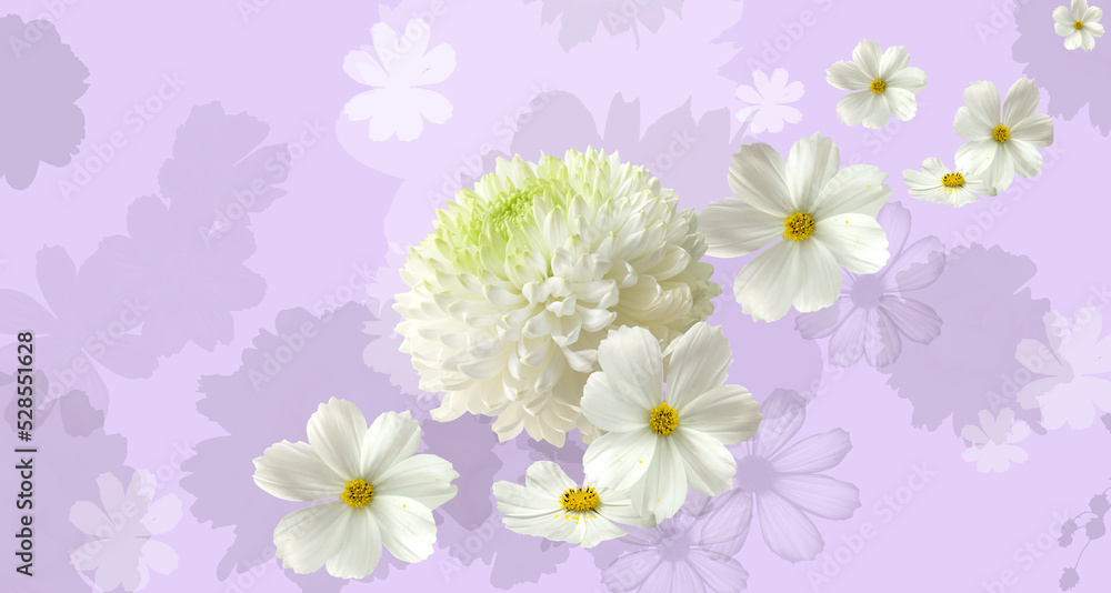 Fototapeta premium Invitation card with white cosmos flowers with chrysantemum on the light purple decorative floral background