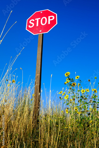 Stop Sign Blue Sky with Yellow Sunflowers and Weeds by the Road