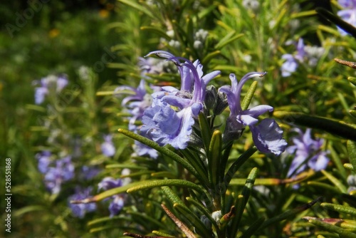 Closeup of small purple Rosemary blossoms with the green leaves photo