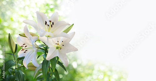 A bouquet of white lilies closeup isolated on a blurry garden background
