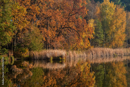 The autumn forest with colorful leaves and reeds are reflected in the lake water.