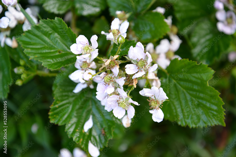 The flowering blackberry is bushy (Rubus fruticosus L.) The flowering blackberry is bushy (Rubus fruticosus L.)