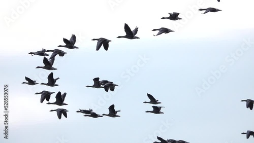 Greylag goose Flock flying in the sky, Sweden
Slow motion shot from Sweden, 2022
 photo