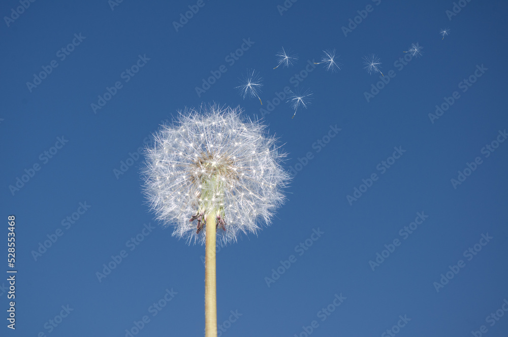 Flying parachutes from dandelion on blue sky background