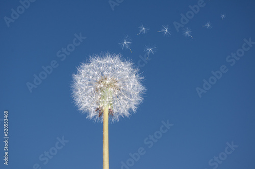 Flying parachutes from dandelion on blue sky background © assistant
