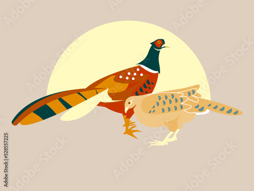 Pair of pheasants - male and female. Illustration of two lovely birds. Cartoon style. Vector elements of two chickens isolated on a beige background