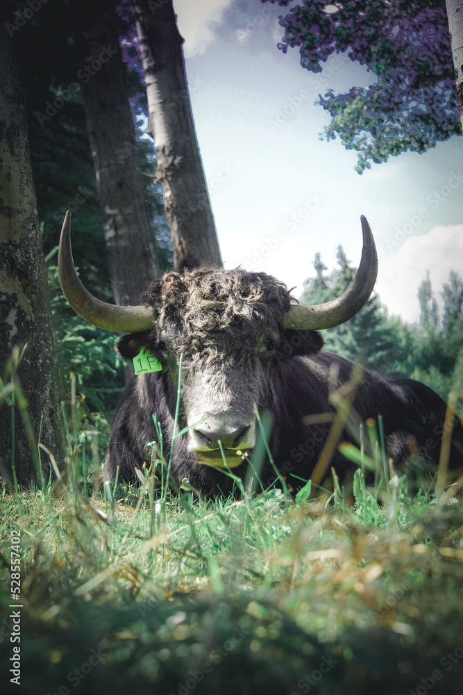 Naklejka premium Baron the Bull Native Yak in his majestic farm settings on a beautiful sunny day