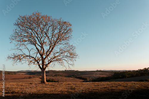 Árvore com galhos secos no campo, Varginha, Brasil photo