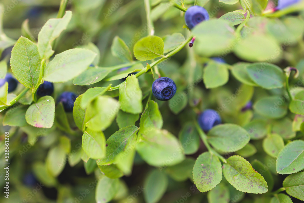 Harvested berries, process of collecting, harvesting and picking berries in the forest of Scandinavia, close up view of bilberry, blueberry, blackberry, and others growing Harvested berries, process of collecting, harvesting and picking berries in the forest of Scandinavia, close up view of bilberry, blueberry, blackberry, and others growing