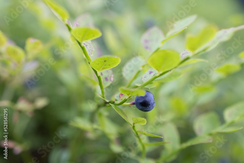 Harvested berries, process of collecting, harvesting and picking berries in the forest of Scandinavia, close up view of bilberry, blueberry, blackberry, and others growing