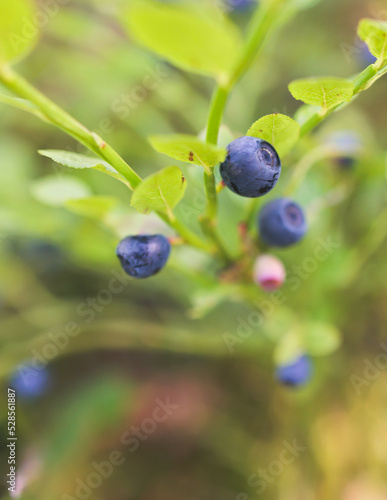 Fresh harvested berries, process of collecting, harvesting and picking berries in the forest of Scandinavia, close up view of bilberry, blueberry, blackberry, and others growing
